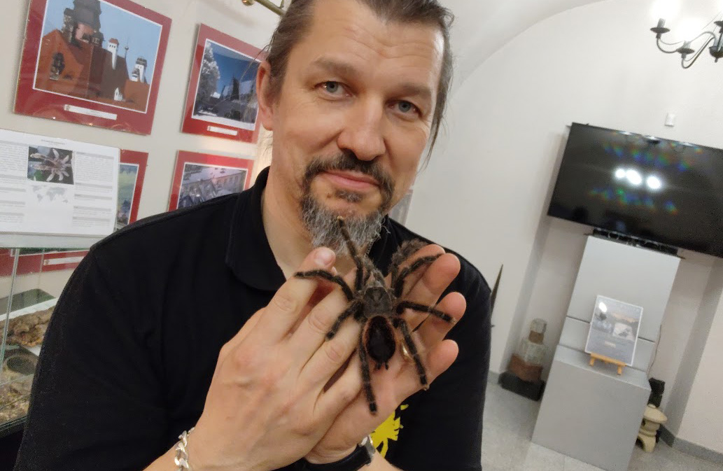 Spotkaj się oko w oko z ogromnym ptasznikiem [FOTO] 