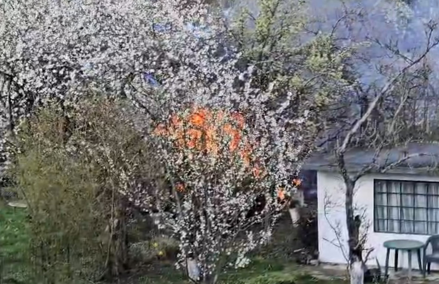 Altana i nieużytki w ogniu powodem interwencji strażaków w Strzegomiu [FOTO] 