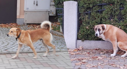 Bezpańskie psy zaatakowały mieszkankę Strzegomia [FOTO] 