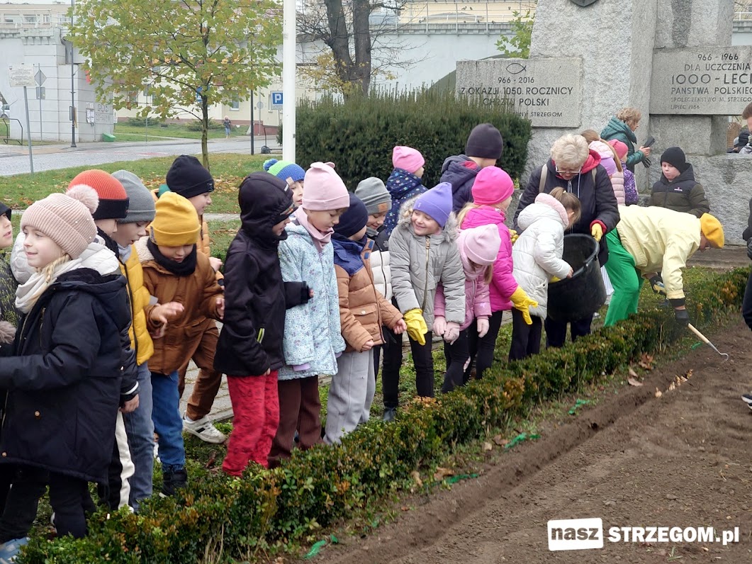 Strzegom dołączył do akcji Pola Nadziei. Posadzono 1000 cebulek żonkili [FOTO] 