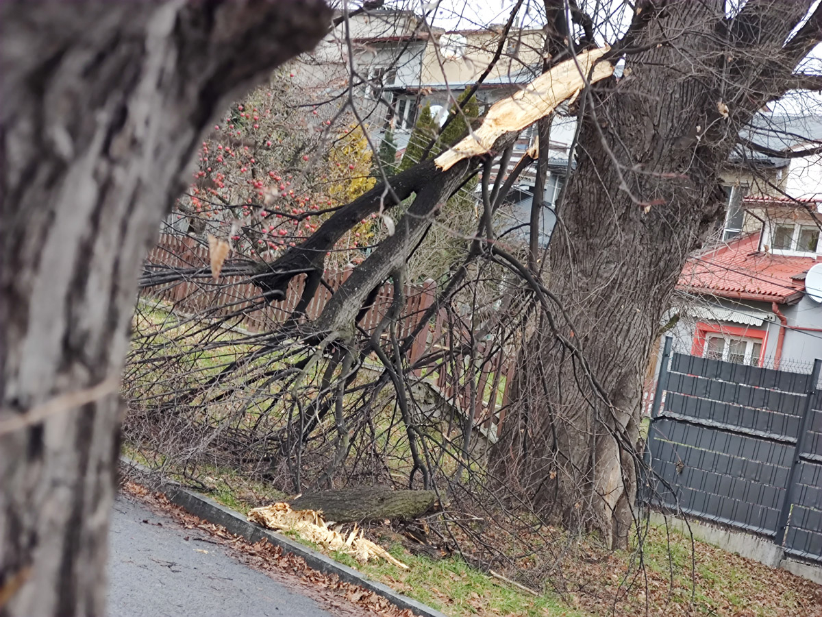 Silny wiatr nie odpuszcza. Synoptycy wydali kolejny alert dla powiatu świdnickiego 