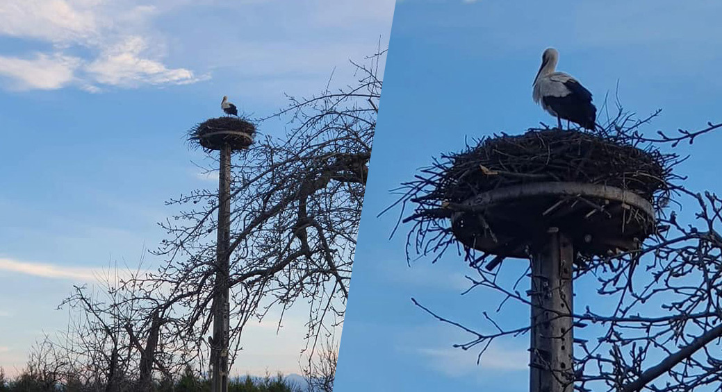 Do Olszan przyleciały bociany [FOTO+WIDEO] 
