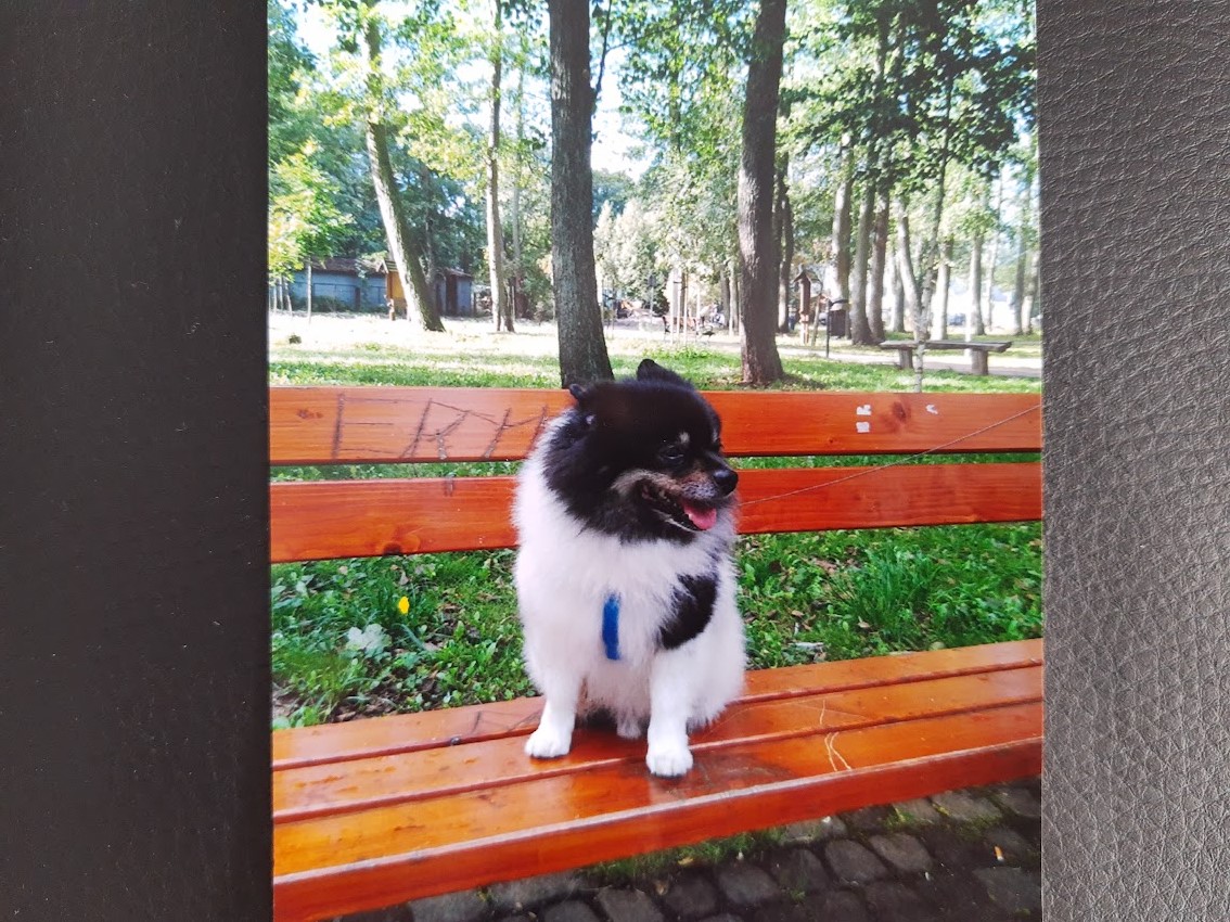 W Strzegomiu zaginął Pinki. Może go widzieliście? [AKTUALIZACJA] 