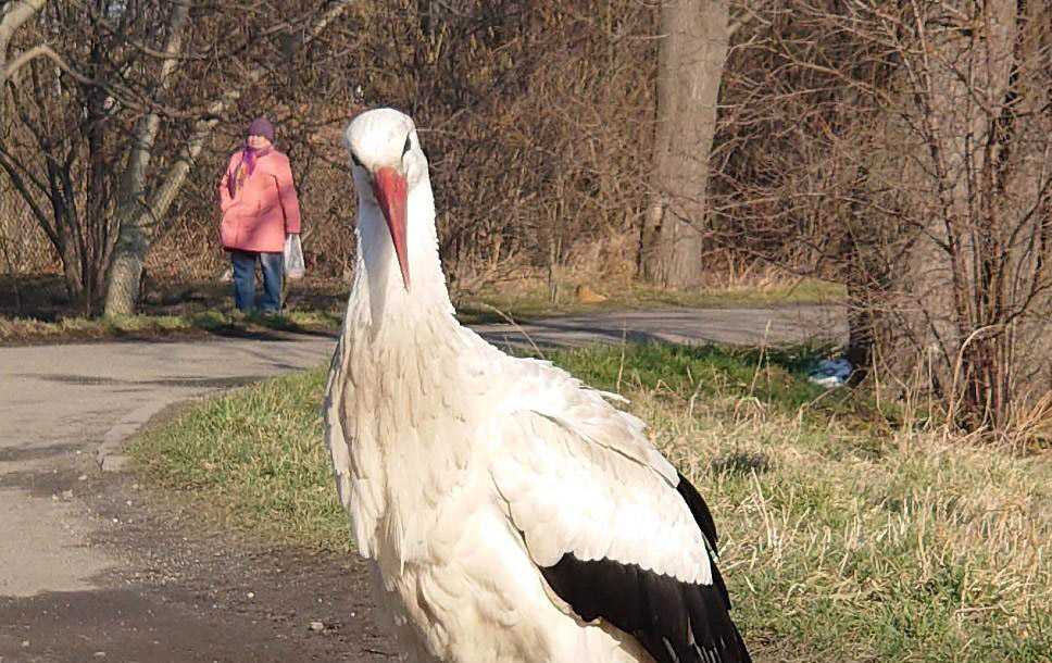 Bocian postanowił przezimować w Olszanach [FOTO+AUDIO] 
