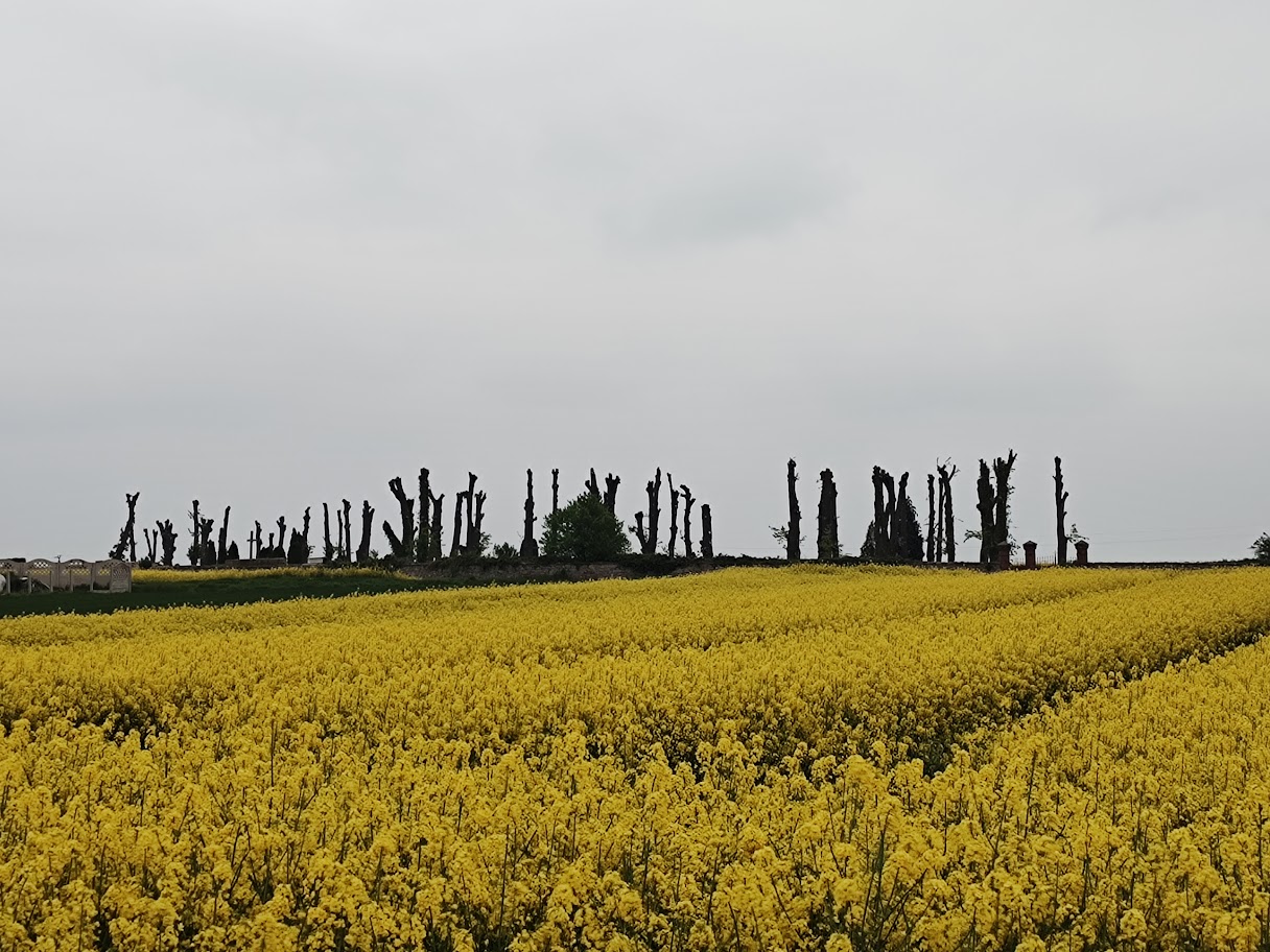 Cmentarz ogłowionych drzew w Stanowicach. Urząd wszczął postępowanie administracyjne [FOTO] 