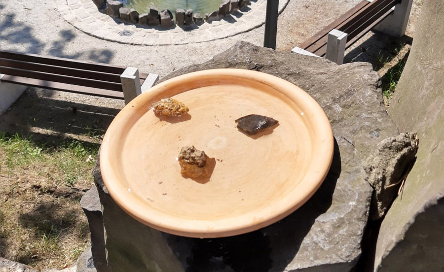 Pamiętajmy o wodzie dla zwierząt w upały [FOTO] 