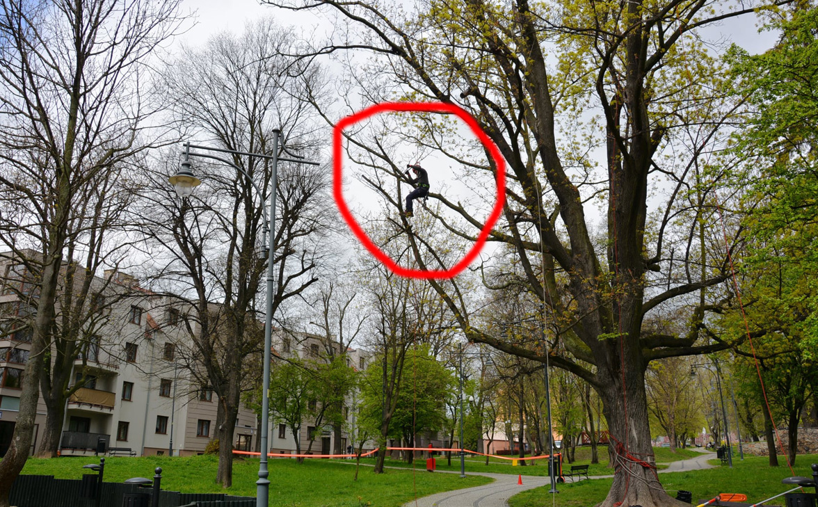 Zawisł na drzewie i ścinał gałęzie [FOTO] 