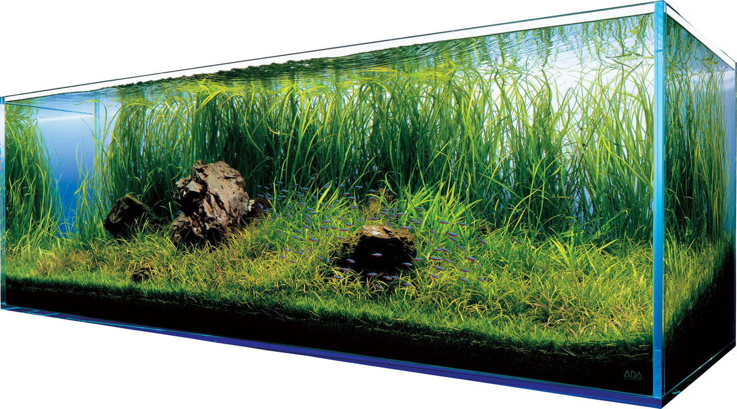 Własne akwarium krok po kroku 