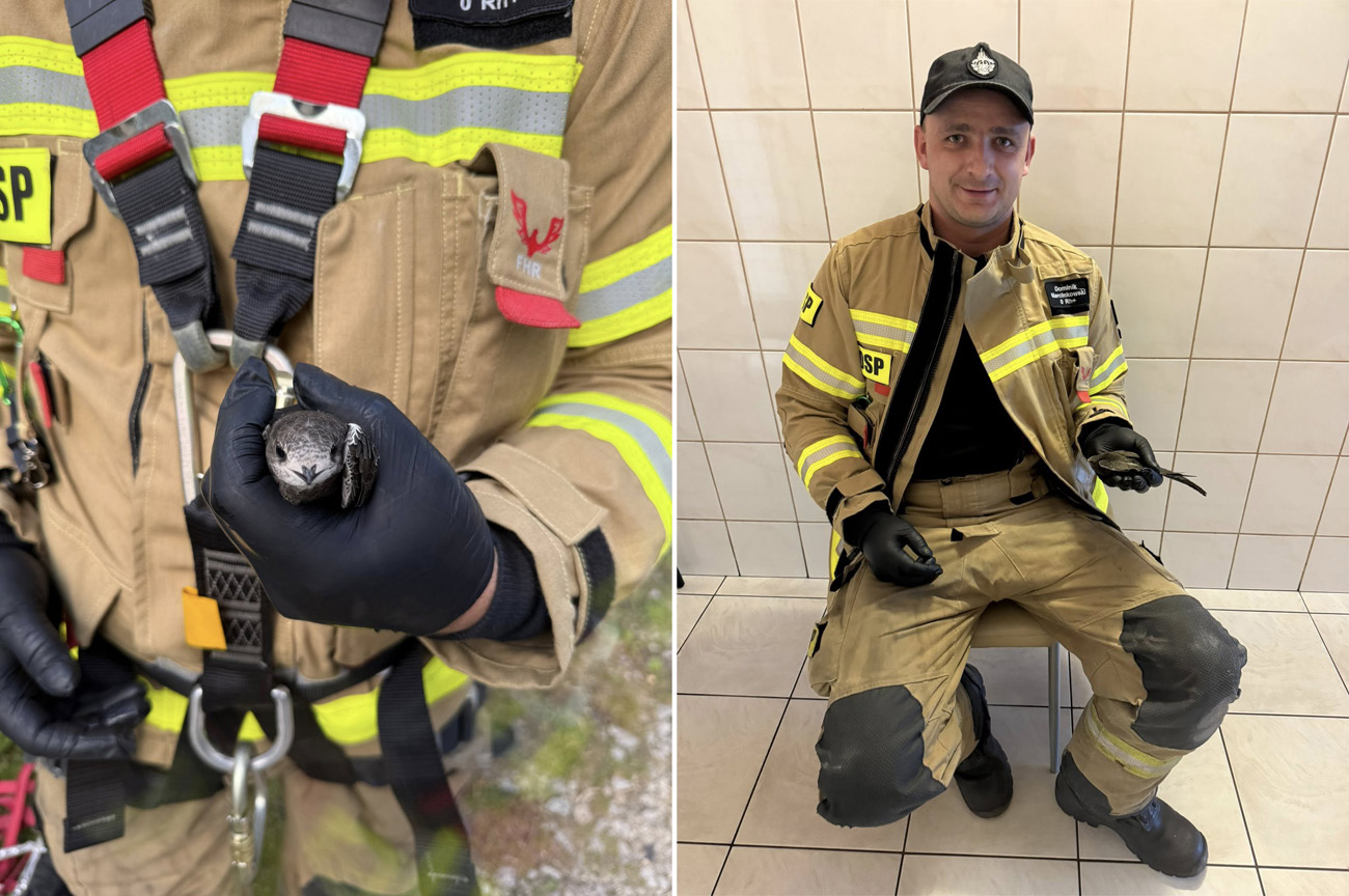 Strzegomscy strażacy ruszyli na pomoc uwiezionemu jerzykowi [FOTO] 