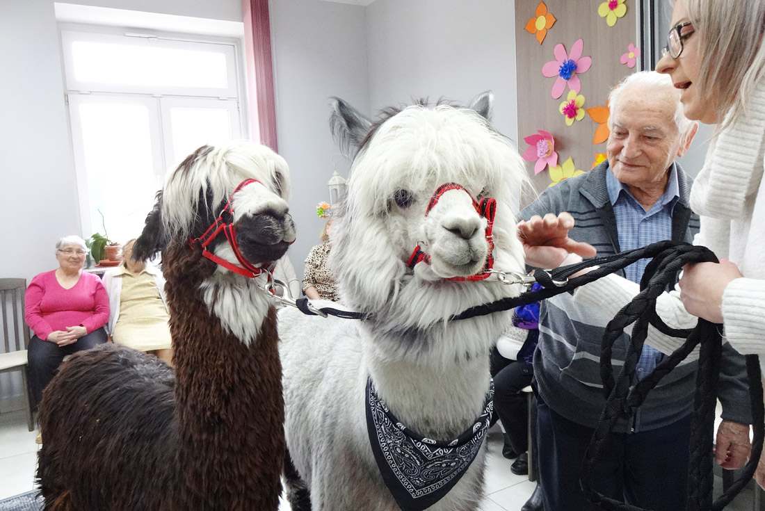 Alpaki odwiedziły seniorów [FOTO] 