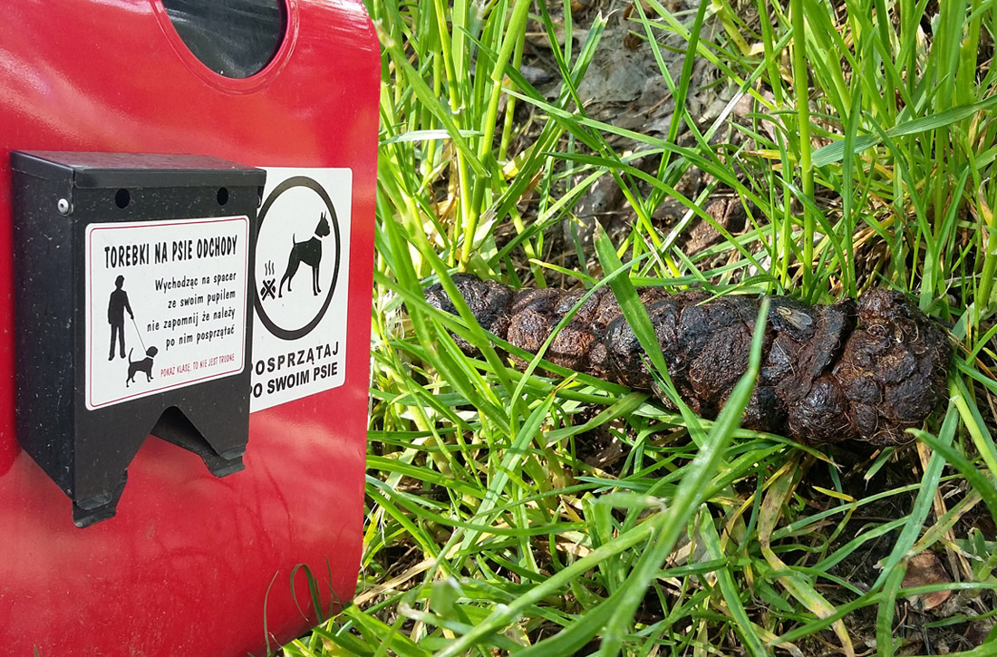 Niebezpieczne psie odchody 