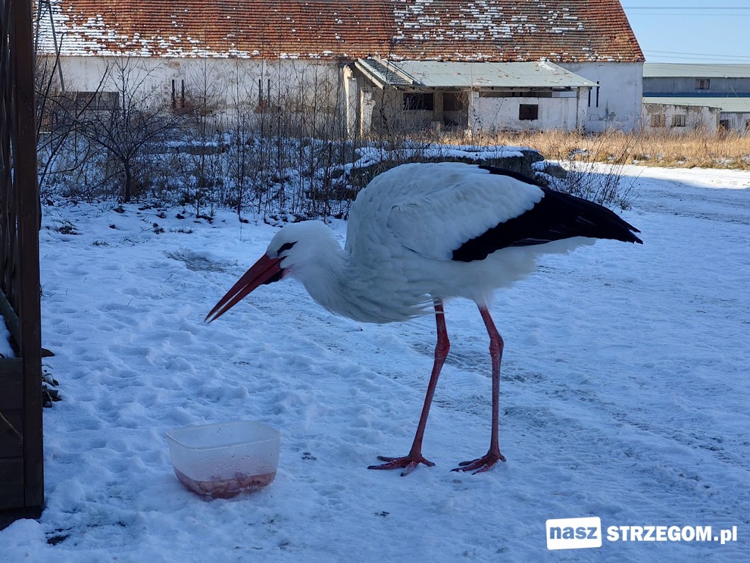 Bocian Wojtek spędza w Olszanach już czwartą zimę [FOTO] 