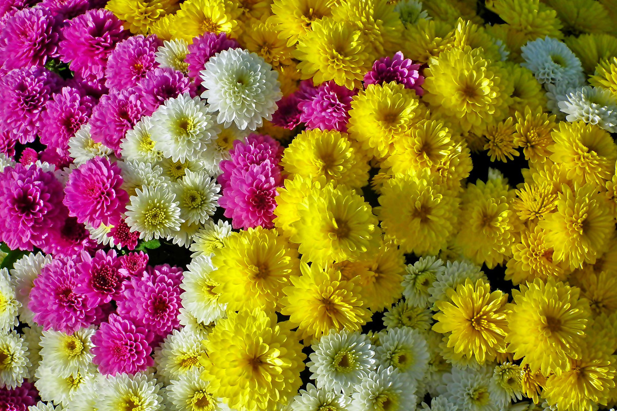 Apel do strzegomian! 