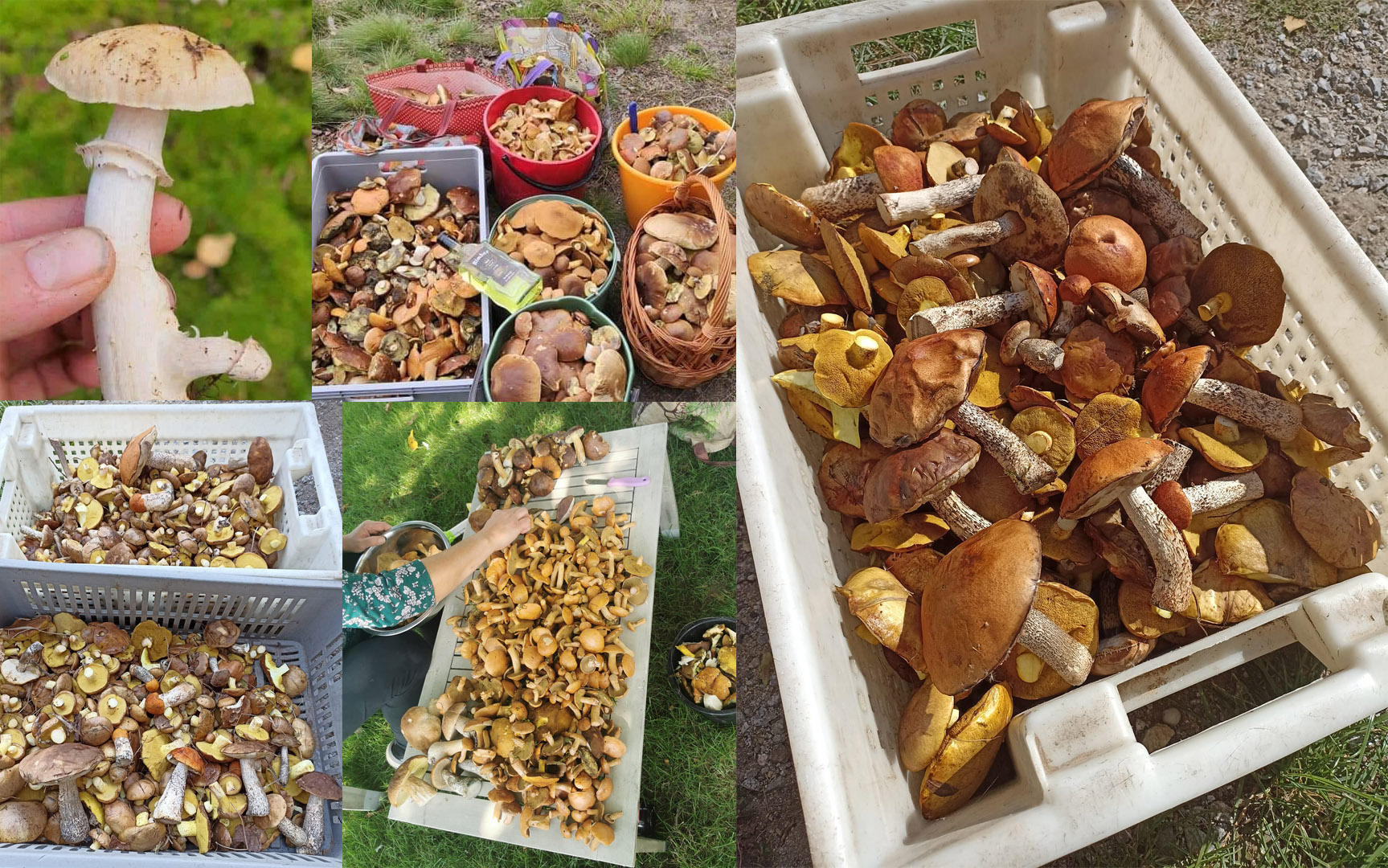 Wysyp grzybów w regionie. Czytelnicy pochwalili się swoimi zbiorami [FOTO] 