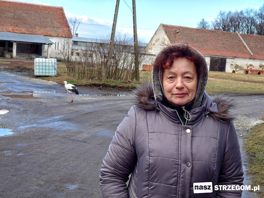 Zamiast migracji – stały adres. Ciąg dalszy historii bociana Wojtka z Olszan [FOTO] 