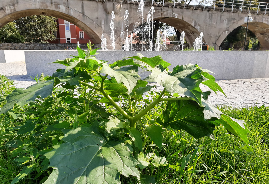 Uwaga – silnie trująca roślina w Parku Miejskim [FOTO] 